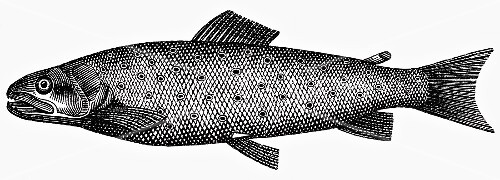 Trout (illustration)