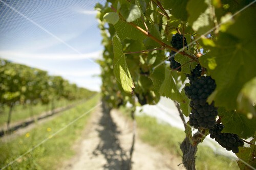 Rows of vines under bird netting, New Zealand