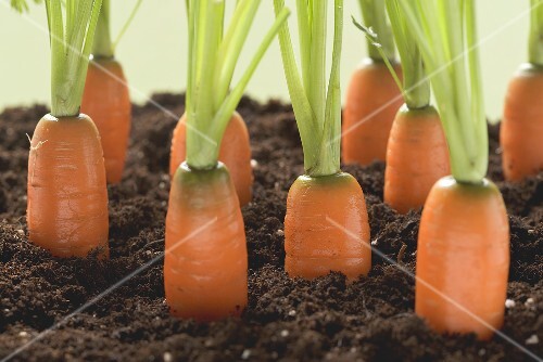 Carrots in soil
