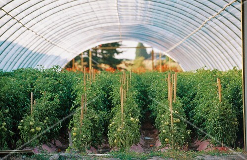 Tomatoes in a polytunnel