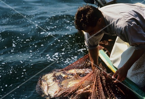Fishermen Bringing in the Catch