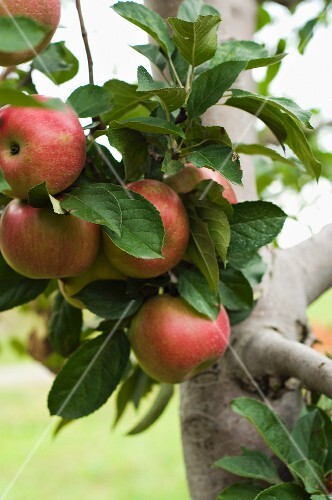 A Cluster of Apples Growing on a Branch on an Apple Tree in an Orchard