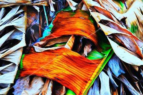 Tree bark and leaves