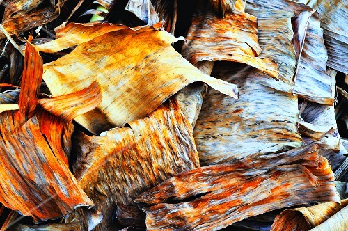 Tree bark and leaves