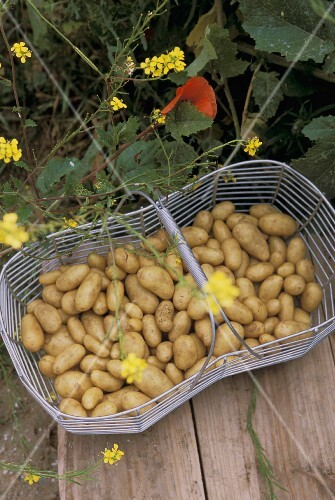 Potatoes in a wire basket