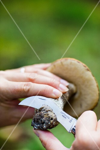A porcini mushroom being cleaned