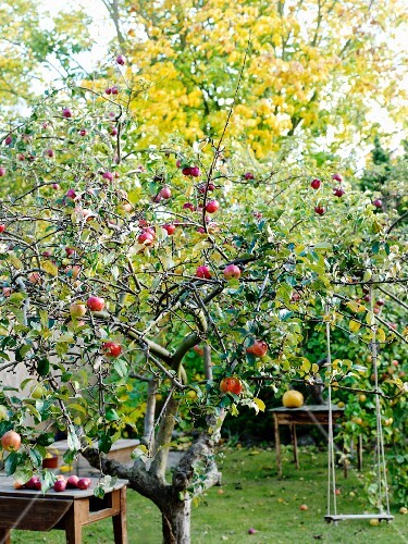 Apples on an apple tree in a garden