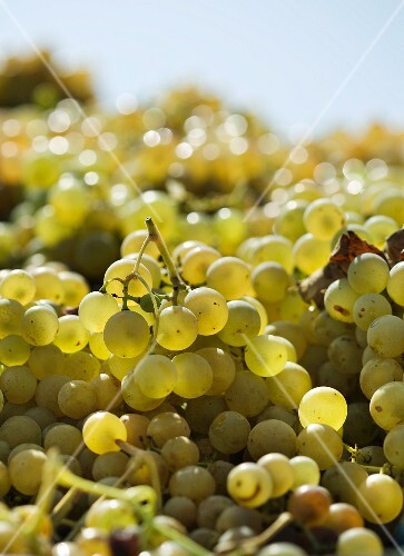 Green grapes