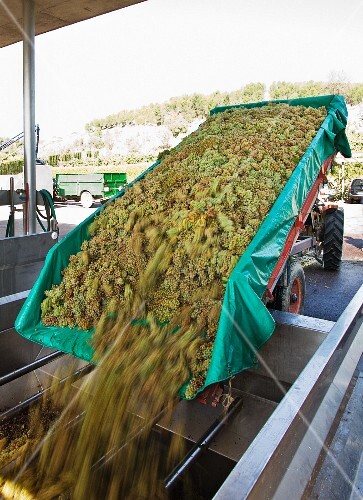 Tipping grapes into the press