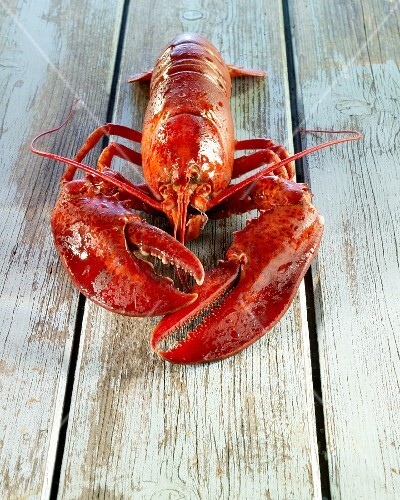 A cooked lobster