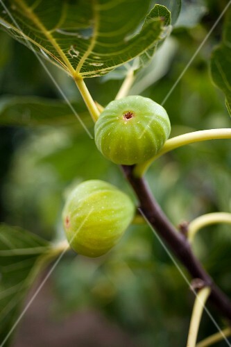 Figs on the tree