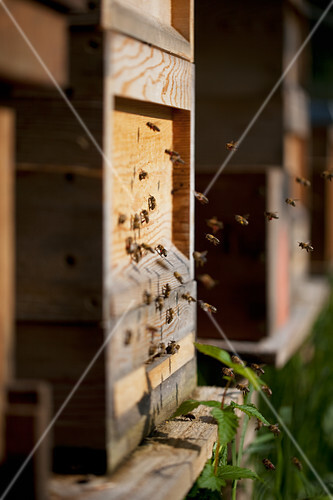 Bees flying to a bee hive