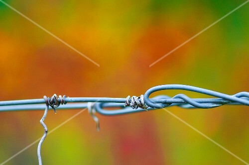 Tendrils on trellis wire (close up)
