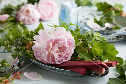 Pink peonies, currants and rhubarb