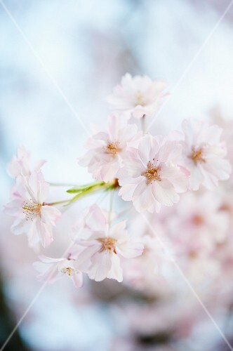 Close Up of Weeping Cherry Tree Blossoms