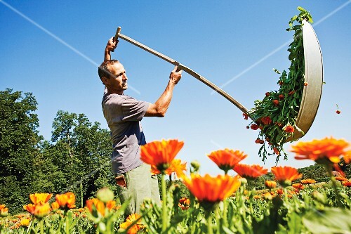 A farmer cutting marigolds with a scythe