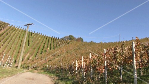 A vineyard near Stetten, Württemberg, Germany
