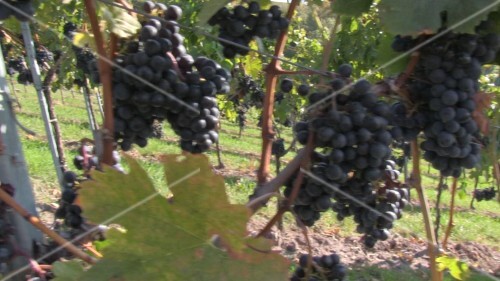 Lemberger vines near Stetten, Württemberg, Germany