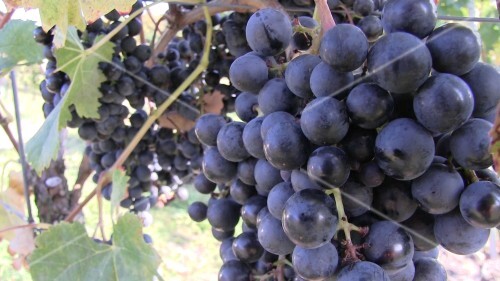 Lemberger grapes near Stetten, Württemberg, Germany