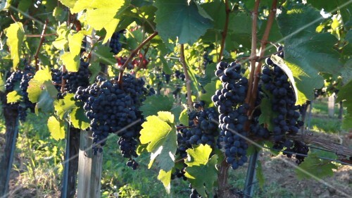 Blaufränkisch grapes on a vine in Burgenland, Austria
