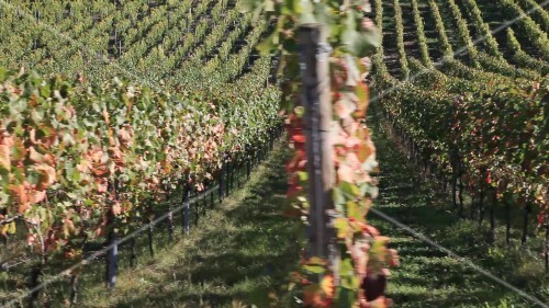 A vineyard in Pössnitzberg, Steiermark, Austria