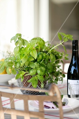 A pot of basil in a wire basket