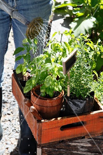 Woman watering herbs in plant pots