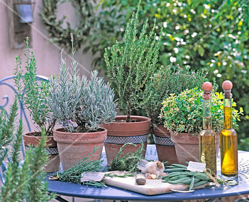 Kräuter der Provence – Bild kaufen – Friedrich Strauss Gartenbildagentur