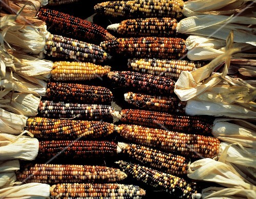 Several Ears of Indian Corn