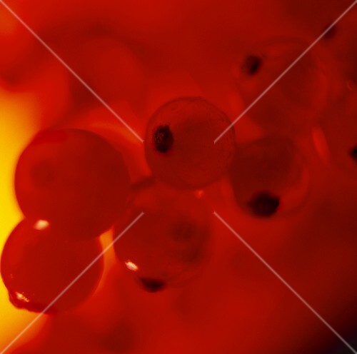 Redcurrants (filling the picture)