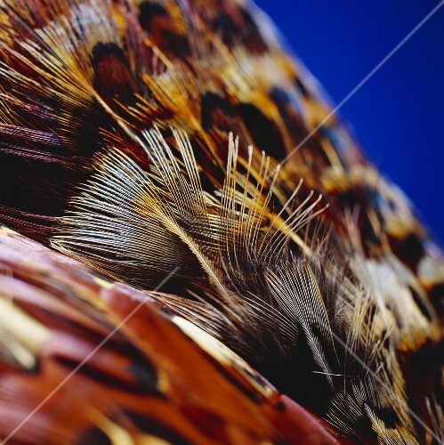 Colourful feathers