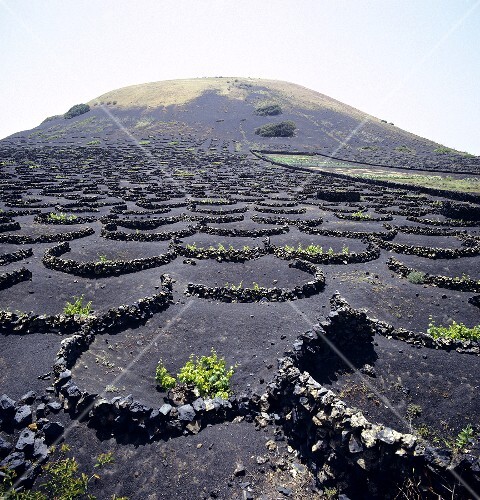 Wine growing in Lanzarote, Spain (3)