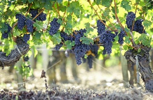 Cabernet Sauvignon Grapes