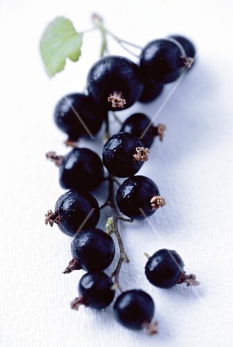 Bunch of blackcurrants