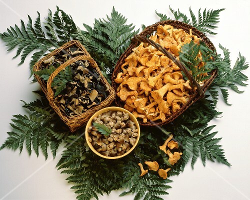 Still life: chanterelles, straw mushrooms, mu-err mushrooms