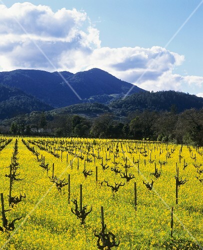 Charlock at Robert Mondavi Winery, Napa Valley, USA