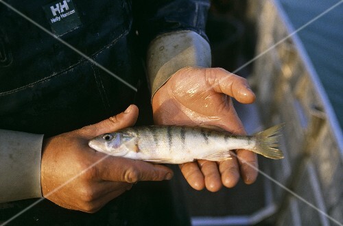 Fisherman holding fresh whitefish from Lake Chiemsee (Germany)