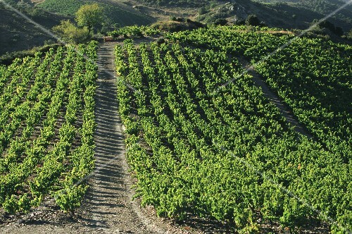Vineyard near the wine village of Calce, Roussillon, France
