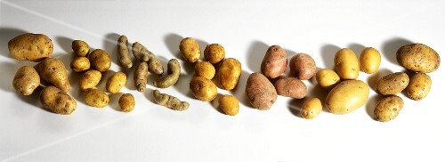 Various varieties of potato