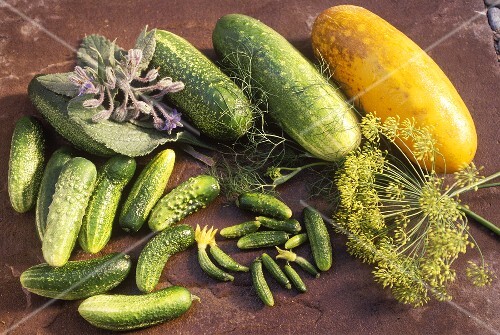 Various pickled and mustard-pickled gherkins