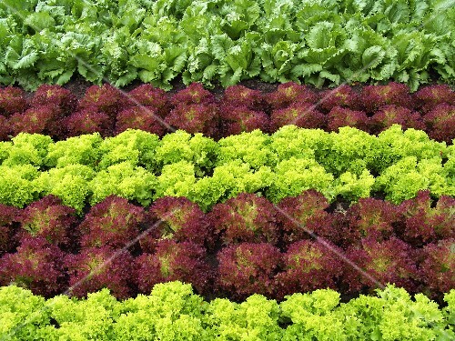 Lettuce field (detail)