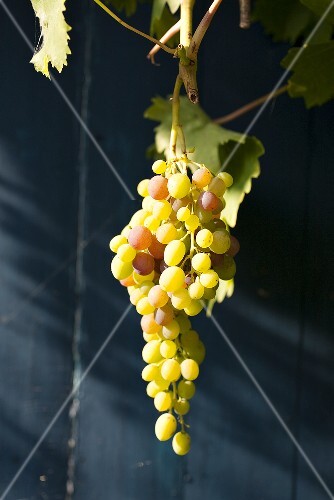 Unripe grapes on the vine