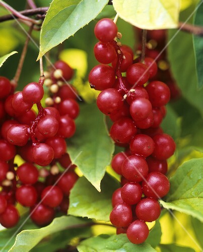Schizandra berries