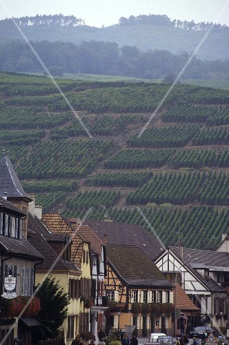 View of vineyard from Ribeauvillé, Alsace, France