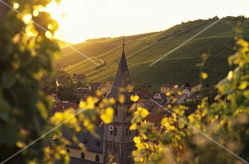 Wine-growing around Randersacker, Franconia, Germany