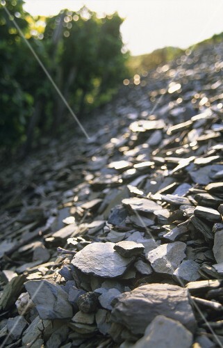 Slaty soil, Mosel-Saar-Ruwer, Germany