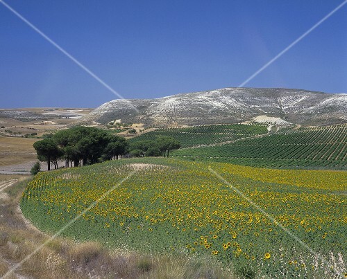 Vineyards near Pinel de Abajo, Ribera del Duero, Spain