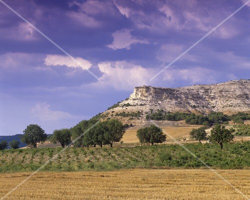 Vineyard near Penafiel, Ribera del Duero, Spain
