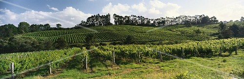 Vineyard of Sapich Estate, Henderson, Auckland, N. Zealand