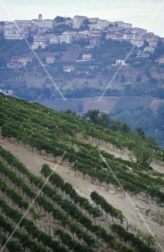 Montefusco in Taurasi DOCG wine area, Avellino, Campania, Italy
